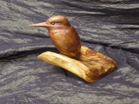 2016-31. Ijsvogel Tom. Tom van den Berg