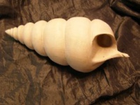 2011-43, Schelp, Ludovic Wallaart